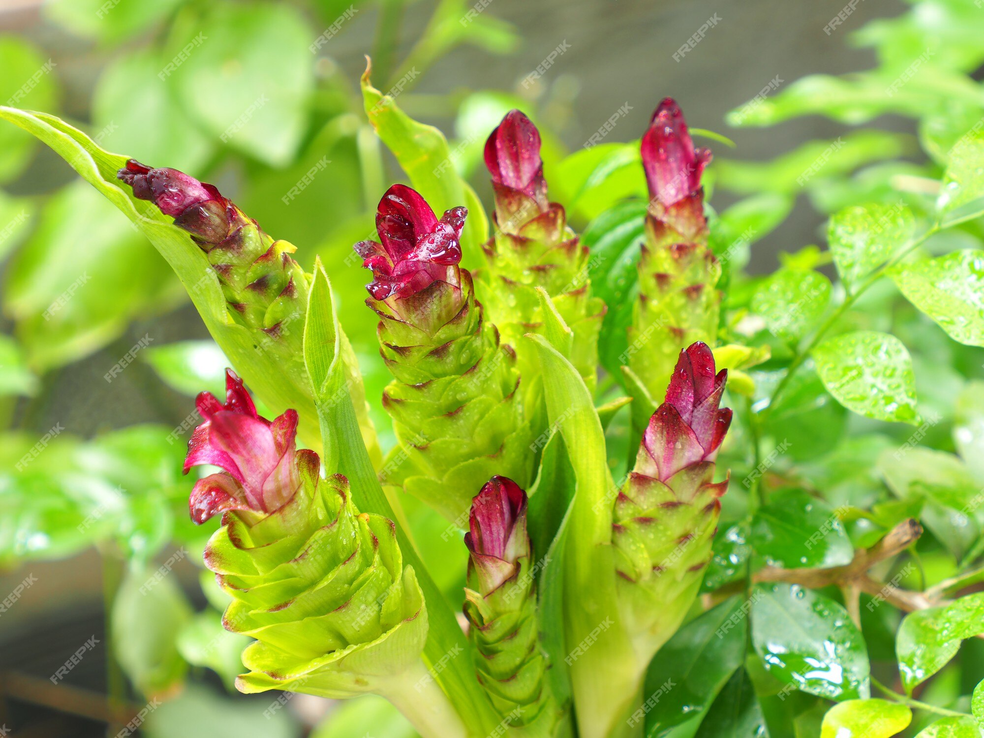 É o nome da flor do krachiew ou curcuma aeruqinosa roxb | Foto Premium