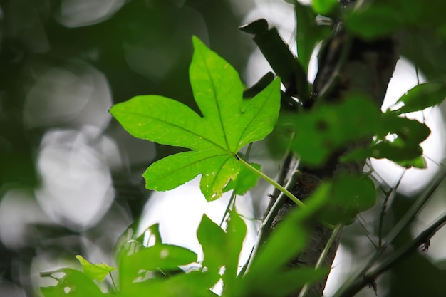 É uma bela folha verde.