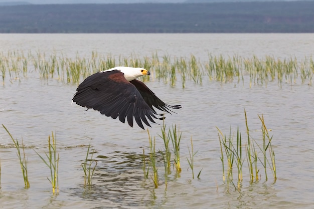 Eagle agarra peces de la superficie del lago Baringo lago Kenia