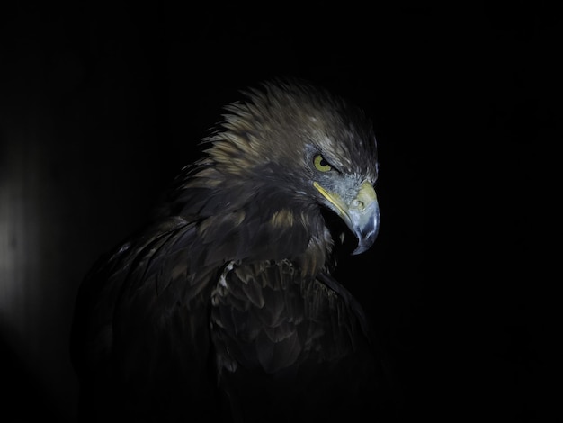 Eagle Aquila chrysaetos isolado em preto