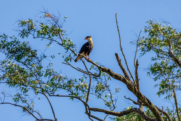 Eagle carcara (caracara plancus) pássaro descansando no galho de uma árvore seca, em um dia de céu azul, ensolarado, lindo dia.