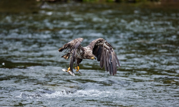 Eagle está volando con presas en sus garras.