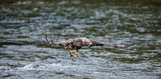 Eagle está volando con presas en sus garras.