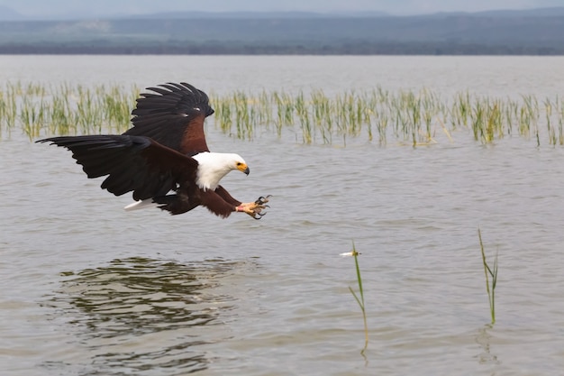 Eagle Fish Hunter Eagle del lago Baringo, Kenia, África