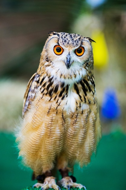 Foto eagle owl / un búho real