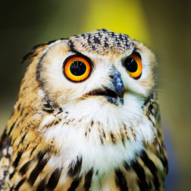 Eagle Owl / Un búho real