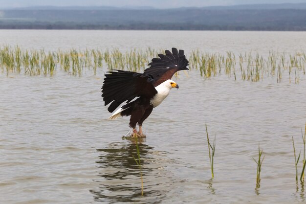 Eagle pescador Eagle from Lake Baringo Kenya Africa