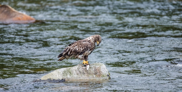 Eagle steht auf einem Felsen mitten im Fluss und hält Beute in seinen Krallen.