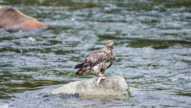 Eagle steht auf einem Felsen mitten im Fluss und hält Beute in seinen Krallen.