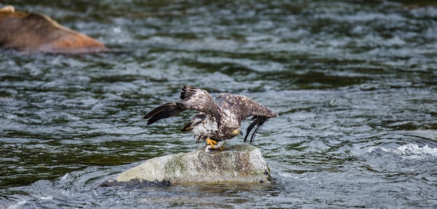 Eagle vuela de piedra con presas en sus garras.