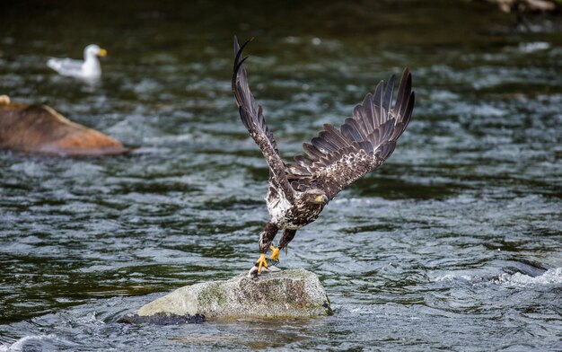 Eagle vuela de piedra con presas en sus garras.