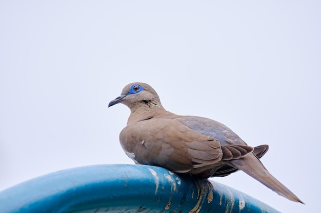 Eared Dove Zenaida auriculata Detailporträt