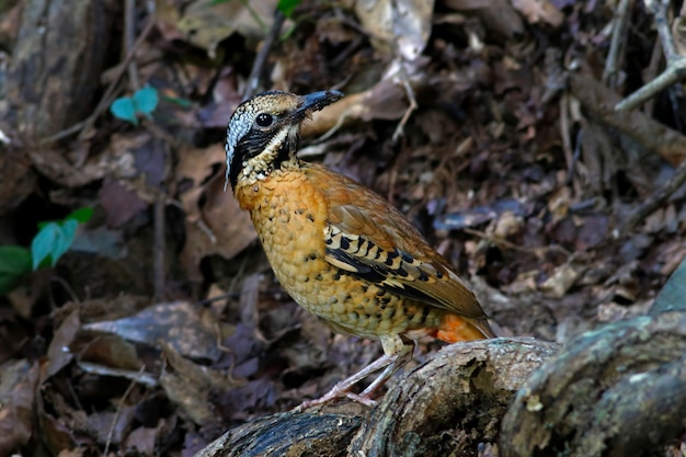 Eared Pitta Pitta phayrei Hermoso Hombre