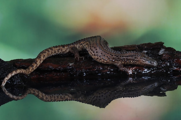 Foto earless monitor lanthanotus borneensis closeup na reflexão earless monitor closeup cabeça com fundo preto