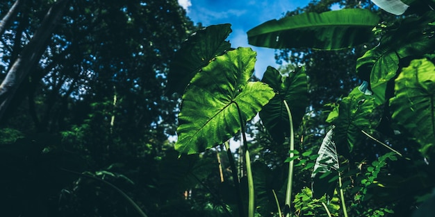 Earth Day Eco-Konzept mit tropischem Waldhintergrund, natürliche Walderhaltungsszene mit Canopy-Baum in freier Wildbahn, Konzept für Nachhaltigkeit und ökologische erneuerbare