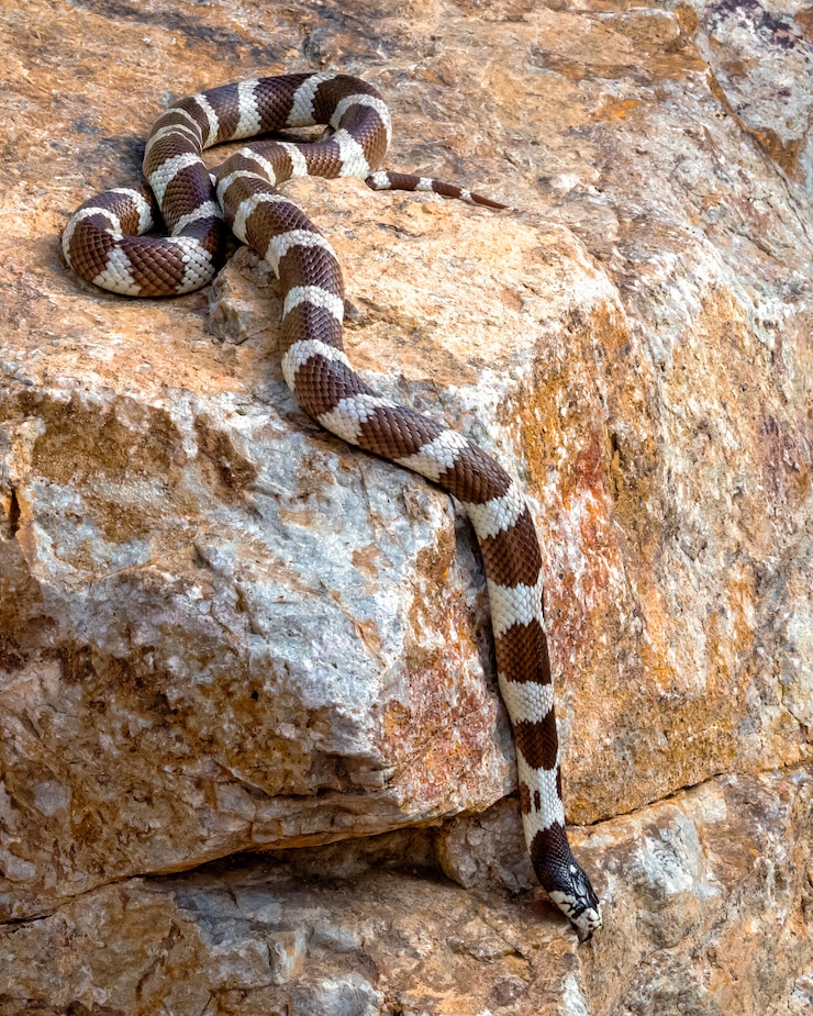 Foto eastern kingsnake o kingsnake común arrastrándose por una roca
