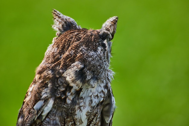 Eastern Screech Owl Detail des Hinterkopfes, wie es auf die Jagd schaut