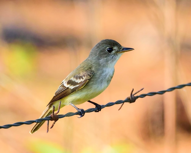 Foto eastern woodpewee em uma cerca de arame farpado