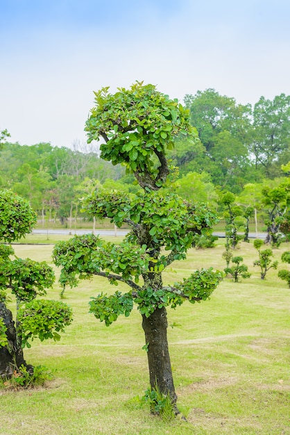 Ébano bonsai árvore decoração jardim