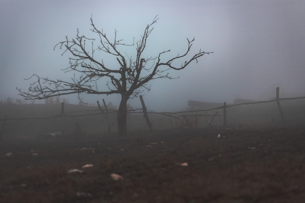 Ebenholz ohne Blätter im Nebel