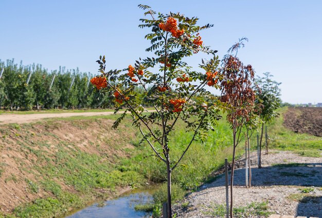 Eberesche auf einem Ast. Ein Bündel reifer roter Ebereschenbeeren auf einem Ast.