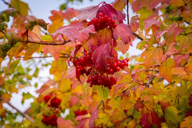 Eberesche auf Zweigen im Herbst