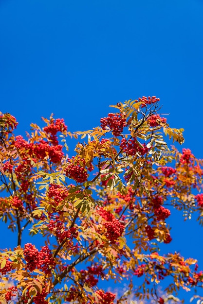 Eberesche im Herbst im Park Ich bin im Park Selektiver Fokus Natur