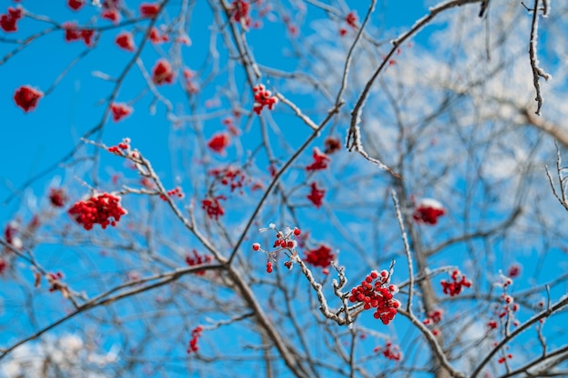 Eberesche im natürlichen Winterhintergrund des Schnees