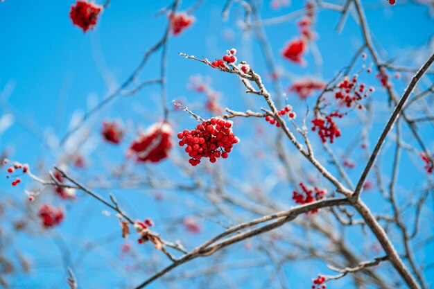 Eberesche im natürlichen Winterhintergrund des Schnees