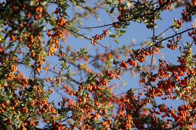 Eberesche wächst auf dem Baum