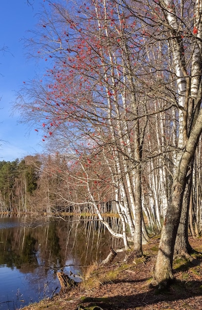 Ebereschen und kahlen Bäume im Herbst kahlen Birkenwald am See Foto