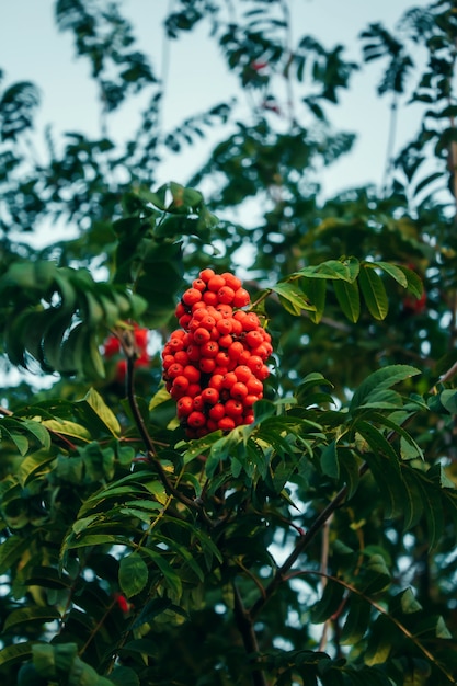 Ebereschenbaum, Nahaufnahme von hellen Ebereschenbeeren auf einem Baum