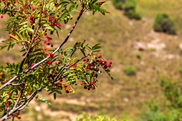 Ebereschenbeeren auf einem Hintergrund der Herbstberge