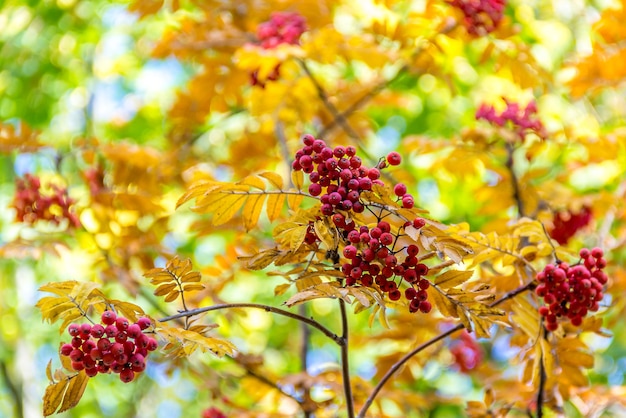 Ebereschenbeeren auf einem Hintergrund von gelben Blättern Ebereschenzweige Herbsthintergrund