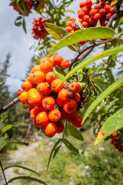 Ebereschenbeeren im Vanoise-Nationalpark-Tal