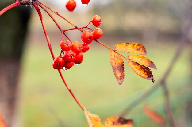 Ebereschenzweig mit roten Beeren und Regentropfen im Herbst