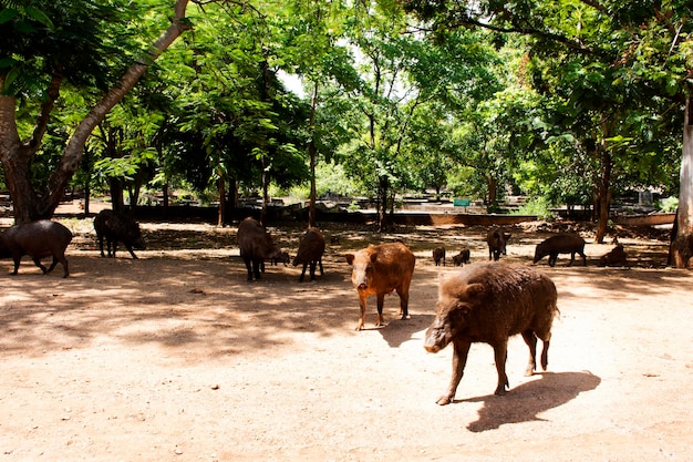 Eberschwein-Familienspaziergang und wartende thailändische Leute und ausländische Reisende besuchen und füttern Essen im Gartenpark des Tigertempels oder Wat Pha Luang Ta Bua Yanasampanno in der Stadt Sai Yok in Kanchanaburi Thailand