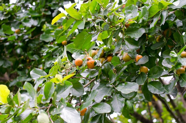 Ebony fruit growing on tree