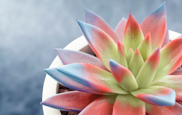 Echeveria brillante en una maceta decorativa sobre hormigón