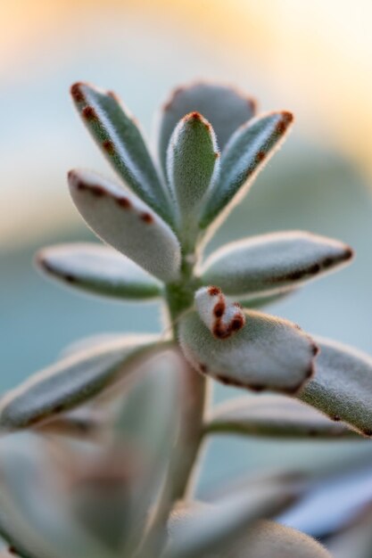 Echeveria flauschige Sukkulente Zierpflanze für den Innenbereich