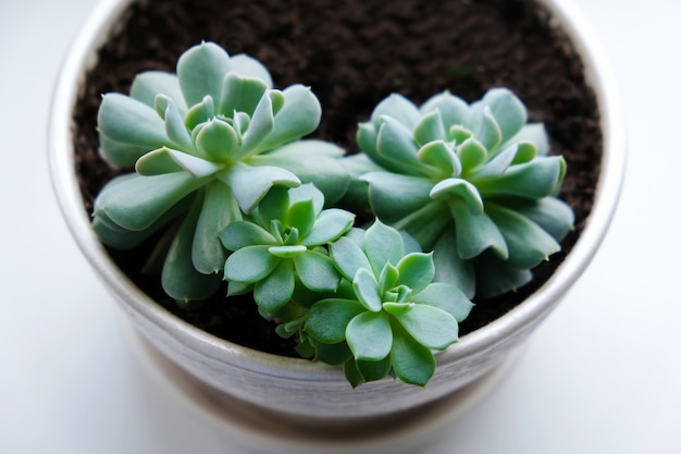 Echeveria. Heimische Pflanzen. Saftig in einem weißen Blumentopf auf der Fensterbank.