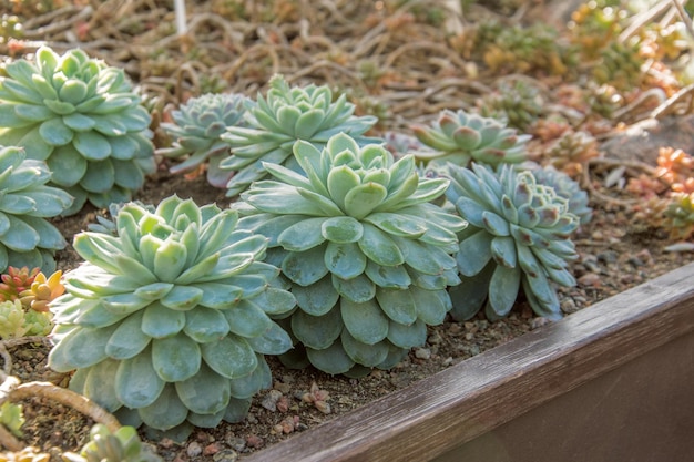 Echeveria im Boden des Gewächshauses an einem sonnigen Tag