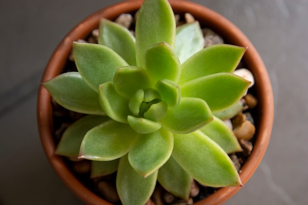 Echeveria, planta suculenta na panela. Planta decorativa interior suculenta rara