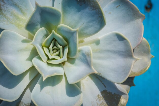 Echeveria planta suculenta