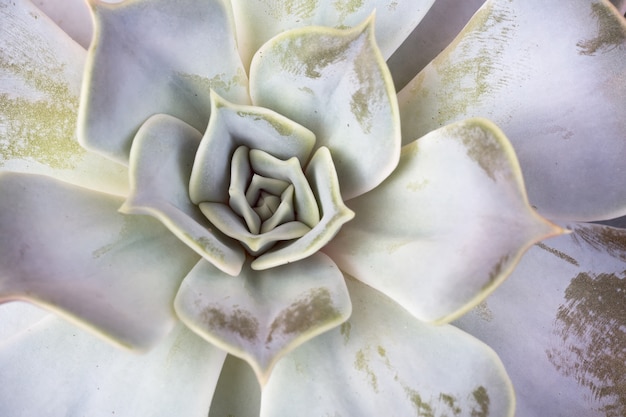 Echeveria planta suculenta