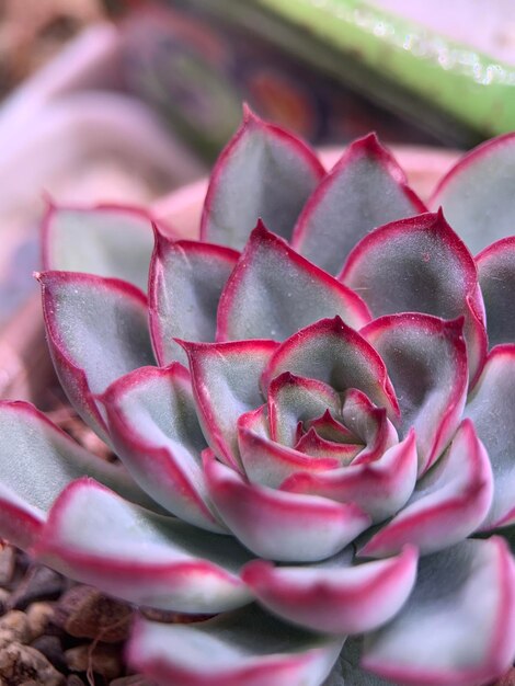 Foto echeveria pulidonis en primer plano