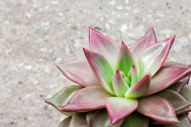 Echeveria Red Taurus-Betriebsnahaufnahme