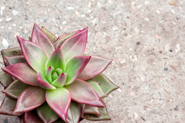 Echeveria Red Taurus Pflanze auf dem Boden