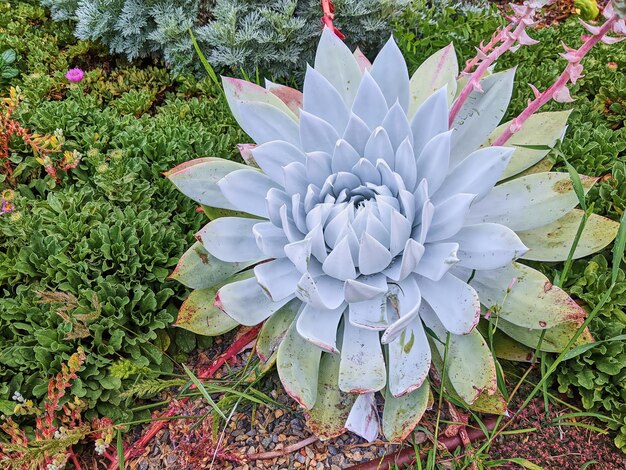 Echeveria Succulent in einem üppigen Garten mit rosa Blüten