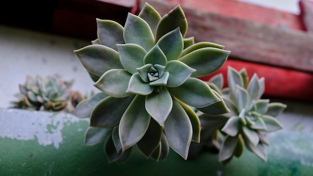 Foto echeveria suculenta en el jardín. plantas suculentas